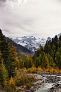 Scenic view of trees in forest against sky