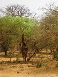 Giraffe in tree against sky