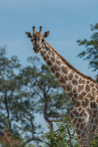 Low angle view of giraffe against trees