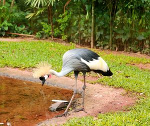 Side view of a bird on a land