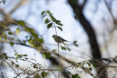 Close-up of a bird on branch