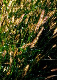 Plants growing on field