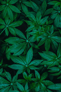 Full frame shot of green leaves
