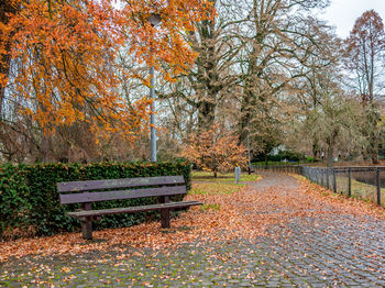 Empty bench by trees in park during autumn