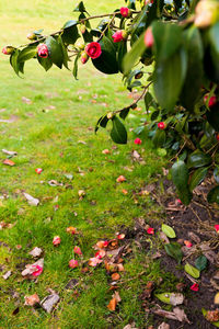 Close-up of flowering plants growing on field