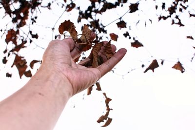 Low angle view of hand touching dried leaves against sky