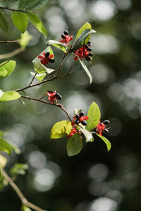 Close-up of insect on plant