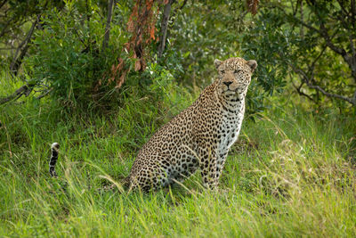 View of a cat on grass