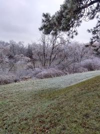 Trees on field against sky