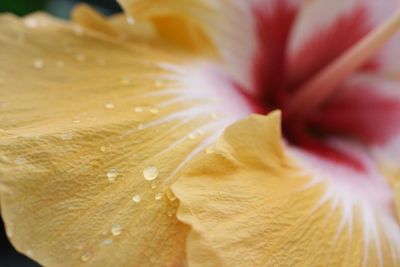 Macro shot of flower