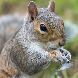 Portrait of an eastern grey squirrel eating a nut