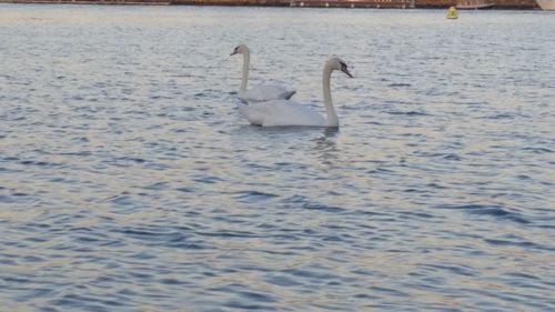 Swan swimming in lake