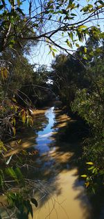 River flowing amidst trees in forest against sky