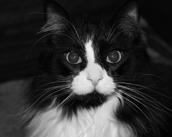 Close-up portrait of cat