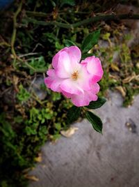 Close-up of pink flower