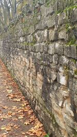 Close-up of leaves on wall