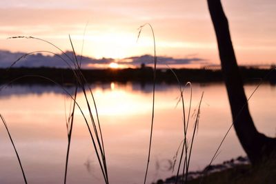 Close-up of silhouette grass against lake during sunset