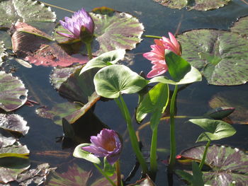 Close-up of flowers blooming outdoors