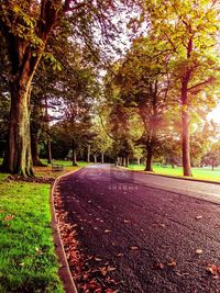 Empty road along trees