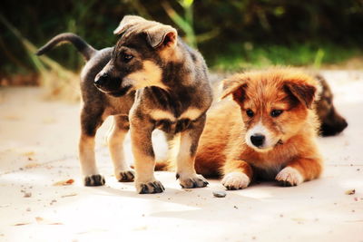 Dogs sitting on a land