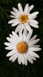 Close-up of white daisy flower against black background