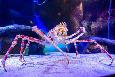 Close-up of crab in aquarium