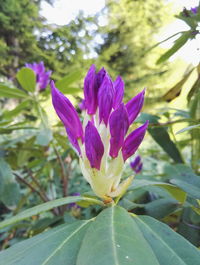 Close-up of purple flower blooming outdoors