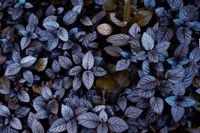 Full frame shot of flowering plants