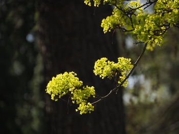 Close-up of yellow flowering blossom in spring at blanch