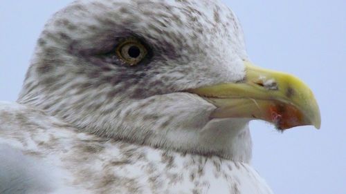 Close-up of bird