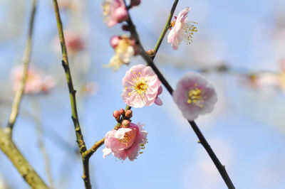 Close-up of cherry blossoms in spring