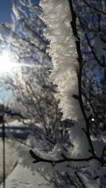 Close-up of plant against blurred background