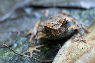 Close-up of frog on wood