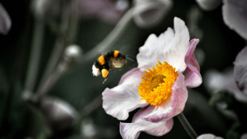 Close-up of yellow flower