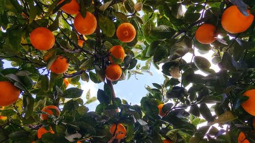 Low angle view of orange fruits on tree