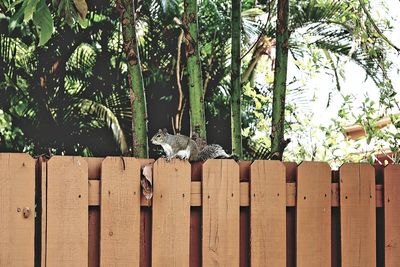 Side view of squirrel on fence