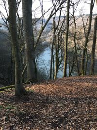 Scenic view of lake with trees in background