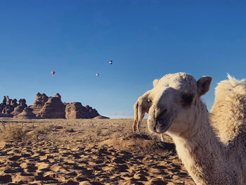 View of an animal on sand