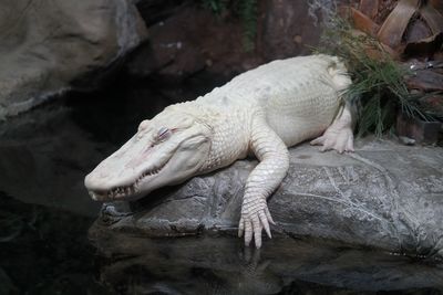 Close-up of snake on rock