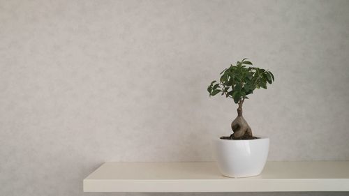 Close-up of potted plant on table against wall