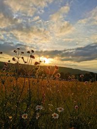 Scenic view of grassy field against sky during sunset