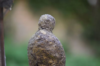 Close-up of statue against blurred background