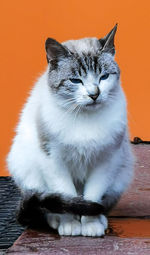 Close-up of cat looking away