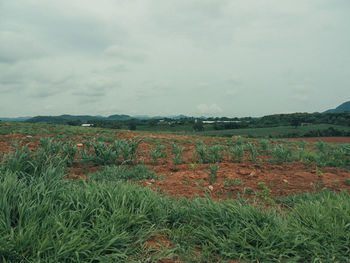 Scenic view of field against sky