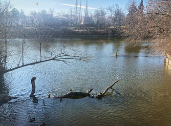 Birds swimming in lake