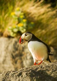 Puffin holding prey while perching on rock