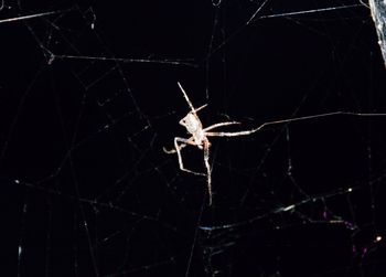 Close-up of spider on web at night