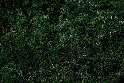 Full frame shot of plants on land