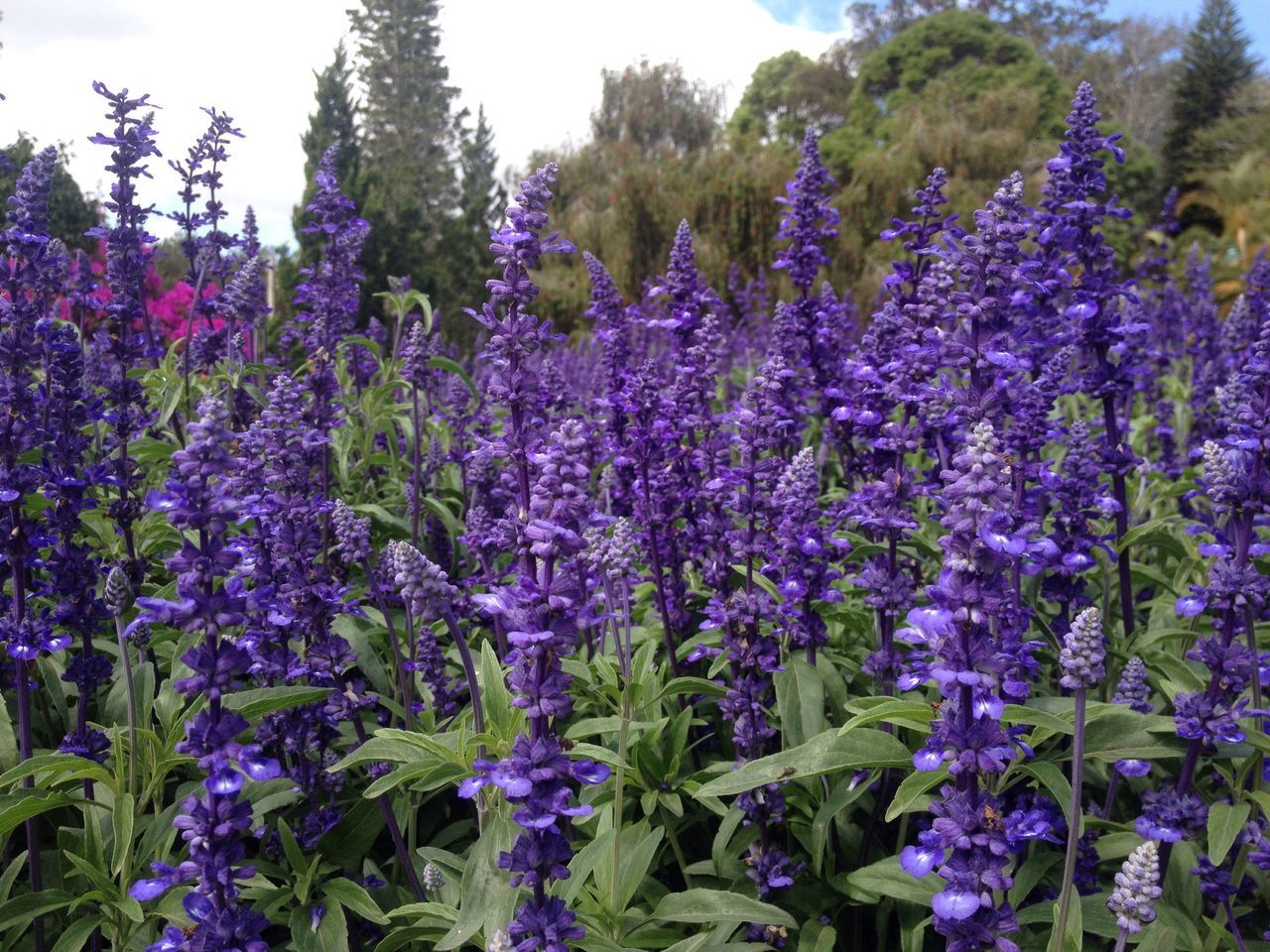 flower, freshness, growth, purple, beauty in nature, fragility, plant, nature, blooming, in bloom, field, petal, blossom, tranquility, abundance, flower head, springtime, tranquil scene, day, stem