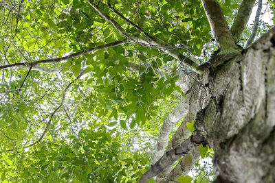 Low angle view of tree trunk in forest